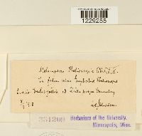 Melampsora helioscopiae image