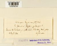 Melampsora helioscopiae image