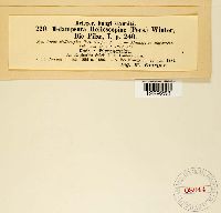 Melampsora helioscopiae image