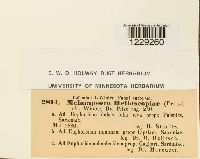 Melampsora helioscopiae image