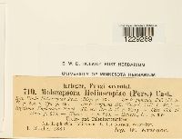 Melampsora helioscopiae image