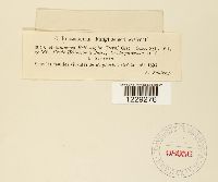 Melampsora helioscopiae image