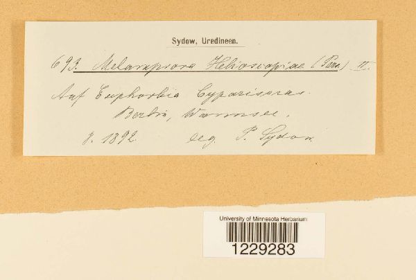 Melampsora helioscopiae image