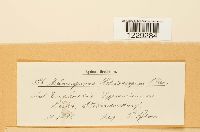 Melampsora helioscopiae image