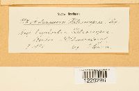 Melampsora helioscopiae image