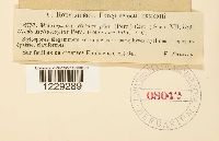 Melampsora helioscopiae image