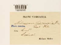 Melampsora helioscopiae image