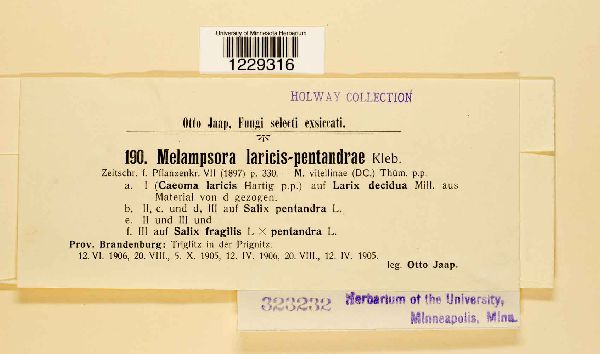 Melampsora laricis-pentandrae image