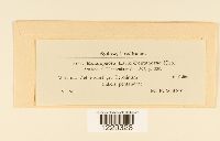 Melampsora laricis-pentandrae image