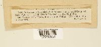 thumbnail image of current specimen