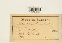 Thumbnail image of current specimen