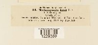 thumbnail image of current specimen