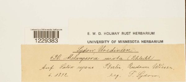 Melampsora mixta image