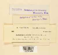 Melampsora mixta image