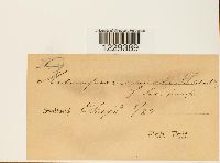 Melampsora mixta image