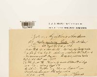 Pucciniastrum areolatum image