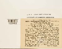 Pucciniastrum areolatum image