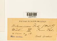 Thumbnail image of current specimen