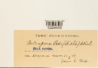 Pucciniastrum areolatum image