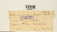 thumbnail image of current specimen