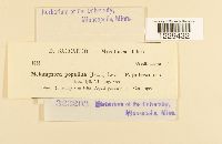 Melampsora populina image