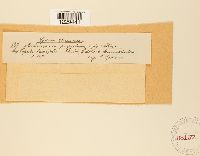 Melampsora populina image