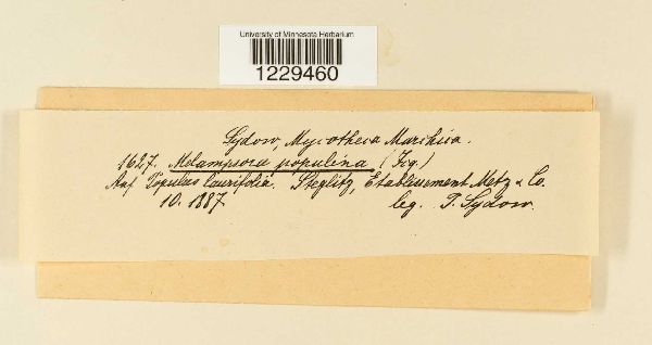 Melampsora populina image