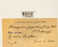 Melampsora populina image