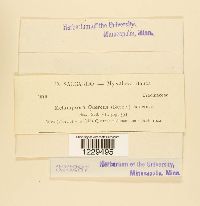 Cronartium quercuum image