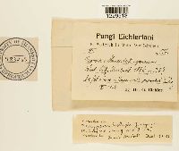 Melampsora populnea image