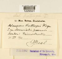 Melampsora populnea image