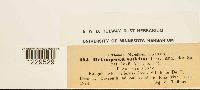 Melampsora salicina image
