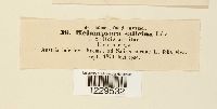 Melampsora salicina image
