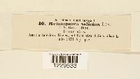 Melampsora salicina image