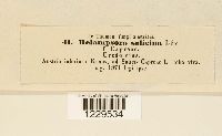 Melampsora salicina image