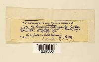 Melampsora salicina image