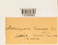 thumbnail image of current specimen