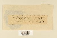 Melampsora populnea image