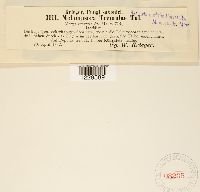 thumbnail image of current specimen