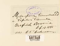 Melampsora populnea image