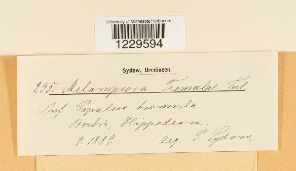 Melampsora populnea image