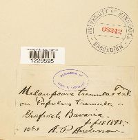 Melampsora populnea image