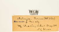 thumbnail image of current specimen