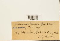 thumbnail image of current specimen