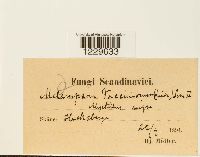 Naohidemyces vacciniorum image