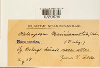 thumbnail image of current specimen