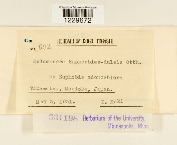 Melampsora euphorbiae-dulcis image