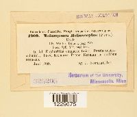 Melampsora helioscopiae image