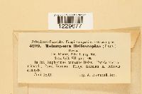 Melampsora helioscopiae image