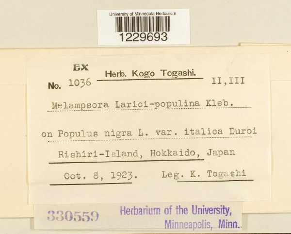 Melampsora laricis-populina image